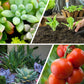 🌿 KÖP 2 FÅ 3! ✨ Allsidig Gödselmedel i Tablettform med Långsam Frisättning - Näringsrik Formel för Blommor, Grönsaker och Kruksväxter 🌱🌸