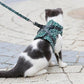 HOT SALE 49% OFF Pet Leash Breakaway bröstrem väst sele
